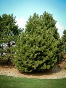 Сосна Чёрная (Pinus Nigra) купить по цене от 270.00р. в интернет-магазине «Посадика» с доставкой почтой в в Апатитые и по всей России – [изображение №1].