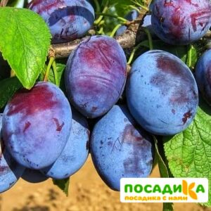 Слива Чачакская ранняя купить по цене от 229.00р. в интернет-магазине «Посадика» с доставкой почтой в в Апатитые и по всей России – [изображение №1].