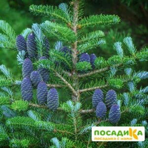 Пихта корейская (Abies koreana) купить по цене от 450.00р. в интернет-магазине «Посадика» с доставкой почтой в в Апатитые и по всей России – [изображение №1].