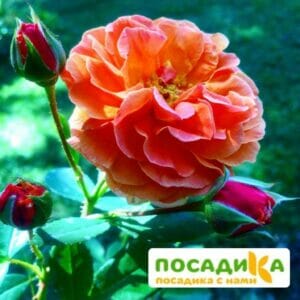 Роза Арабия купить по цене от 350.00р. в интернет-магазине «Посадика» с доставкой почтой в в Апатитые и по всей России – [изображение №1].