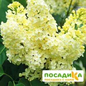 Сирень Примроуз (Primrose) купить по цене от 529.00р. в интернет-магазине «Посадика» с доставкой почтой в в Апатитые и по всей России – [изображение №1].