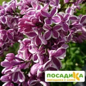 Сирень Сенсация купить по цене от 529.00р. в интернет-магазине «Посадика» с доставкой почтой в в Апатитые и по всей России – [изображение №1].