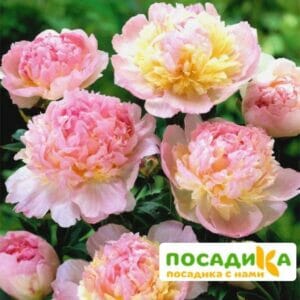 Пион Распберри Сандей (Paeonia Raspberry Sundae) купить по цене от 959р. в интернет-магазине «Посадика» с доставкой почтой в в Апатитые и по всей России – [изображение №1].