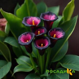 Калла Аура Лейс купить по цене от 400р. в интернет-магазине «Посадика» с доставкой почтой в в Апатитые и по всей России – [изображение №1].