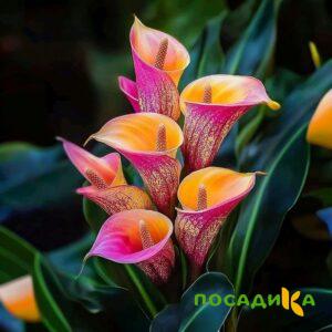 Калла Оникс купить по цене от 450р. в интернет-магазине «Посадика» с доставкой почтой в в Апатитые и по всей России – [изображение №1].
