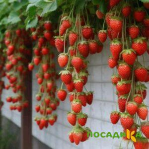 Клубника вьющаяся Комплимент купить по цене от 470р. в интернет-магазине «Посадика» с доставкой почтой в в Апатитые и по всей России – [изображение №1].