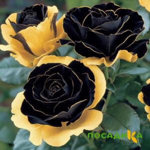 Роза Ханни Сикл купить по цене от 700р. в интернет-магазине «Посадика» с доставкой почтой в в Апатитые и по всей России – [изображение №1].