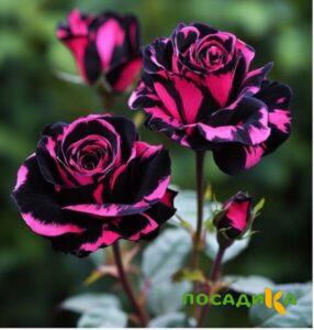 Роза Багровый Шепот купить по цене от 366р. в интернет-магазине «Посадика» с доставкой почтой в в Апатитые и по всей России – [изображение №1].