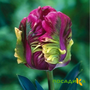Тюльпан Экзотик Хэвен купить по цене от 186р. в интернет-магазине «Посадика» с доставкой почтой в в Апатитые и по всей России – [изображение №1].