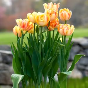 Тюльпан Верона Санрайз купить по цене от 280р. в интернет-магазине «Посадика» с доставкой почтой в в Апатитые и по всей России – [изображение №1].