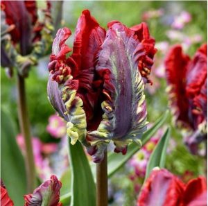 Тюльпан Рококо купить по цене от 350р. в интернет-магазине «Посадика» с доставкой почтой в в Апатитые и по всей России – [изображение №1].