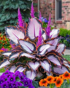 Хоста Кримэн Дрим купить по цене от 549р. в интернет-магазине «Посадика» с доставкой почтой в в Апатитые и по всей России – [изображение №1].