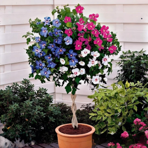 Гибискус-Дерево Триколор купить по цене от 289р. в интернет-магазине «Посадика» с доставкой почтой в в Апатитые и по всей России – [изображение №1].