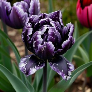 Тюльпан Индиго купить по цене от 600р. в интернет-магазине «Посадика» с доставкой почтой в в Апатитые и по всей России – [изображение №1].