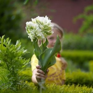 Тюльпан Супер Пэррот купить по цене от 360р. в интернет-магазине «Посадика» с доставкой почтой в в Апатитые и по всей России – [изображение №1].