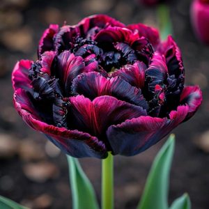 Тюльпан Фламинго купить по цене от 500р. в интернет-магазине «Посадика» с доставкой почтой в в Апатитые и по всей России – [изображение №1].