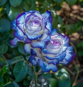 Роза Пэтолз Хоуп купить по цене от 333р. в интернет-магазине «Посадика» с доставкой почтой в в Апатитые и по всей России – [изображение №1].