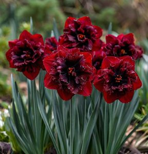 Нарцисс Сапфировый Бриз купить по цене от 3000р. в интернет-магазине «Посадика» с доставкой почтой в в Апатитые и по всей России – [изображение №1].