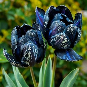 Тюльпан Блю Фог купить по цене от 500р. в интернет-магазине «Посадика» с доставкой почтой в в Апатитые и по всей России – [изображение №1].