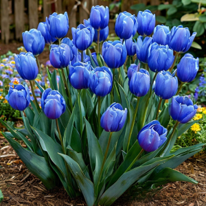 Тюльпан Фентези купить по цене от 210р. в интернет-магазине «Посадика» с доставкой почтой в в Апатитые и по всей России – [изображение №1].