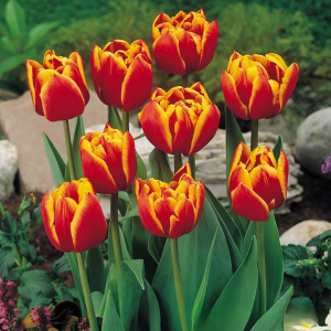 Тюльпан Блэк Фаер купить по цене от 275р. в интернет-магазине «Посадика» с доставкой почтой в в Апатитые и по всей России – [изображение №1].