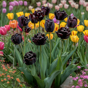 Тюльпан махровый Рейдинс Дарк купить по цене от 230р. в интернет-магазине «Посадика» с доставкой почтой в в Апатитые и по всей России – [изображение №1].