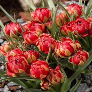 Тюльпан Ап Пинк купить по цене от 390р. в интернет-магазине «Посадика» с доставкой почтой в в Апатитые и по всей России – [изображение №1].