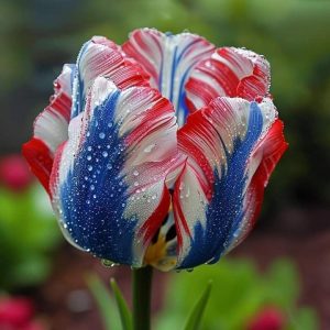 Тюльпан Ремс Сенсейшн купить по цене от 219р. в интернет-магазине «Посадика» с доставкой почтой в в Апатитые и по всей России – [изображение №1].