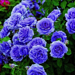 Роза Блю Мун купить по цене от 450р. в интернет-магазине «Посадика» с доставкой почтой в в Апатитые и по всей России – [изображение №1].