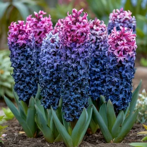 Гиацинт Блю Спринг купить по цене от 2099р. в интернет-магазине «Посадика» с доставкой почтой в в Апатитые и по всей России – [изображение №1].