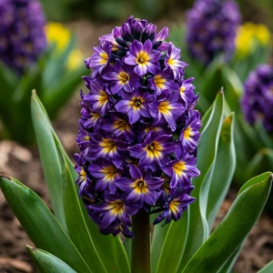 Гиацинт Вельвет Колор купить по цене от 2099р. в интернет-магазине «Посадика» с доставкой почтой в в Апатитые и по всей России – [изображение №1].