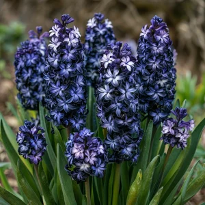 Гиацинт Блум Клауд купить по цене от 2099р. в интернет-магазине «Посадика» с доставкой почтой в в Апатитые и по всей России – [изображение №1].