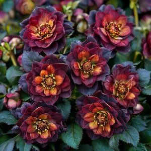 Морозник Сноу Дроп купить по цене от 348р. в интернет-магазине «Посадика» с доставкой почтой в в Апатитые и по всей России – [изображение №1].