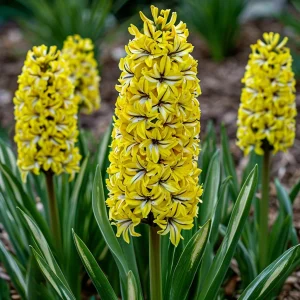 Гиацинт Сансет Голд купить по цене от 2099р. в интернет-магазине «Посадика» с доставкой почтой в в Апатитые и по всей России – [изображение №1].