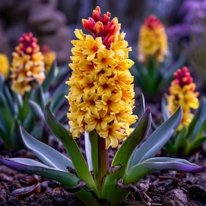 Гиацинт Миднайт Мистери купить по цене от 2099р. в интернет-магазине «Посадика» с доставкой почтой в в Апатитые и по всей России – [изображение №1].