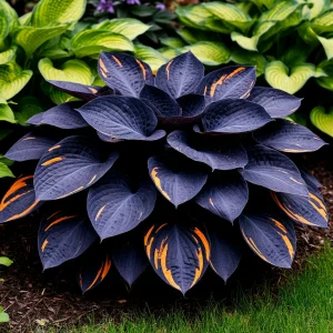 Хоста Умбра купить по цене от 349р. в интернет-магазине «Посадика» с доставкой почтой в в Апатитые и по всей России – [изображение №1].