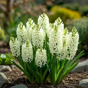 Гиацинт Дрим Трейл купить по цене от 2099р. в интернет-магазине «Посадика» с доставкой почтой в в Апатитые и по всей России – [изображение №1].