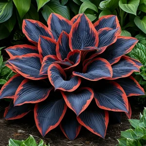 Хоста Солнечный Агат купить по цене от 440р. в интернет-магазине «Посадика» с доставкой почтой в в Апатитые и по всей России – [изображение №1].