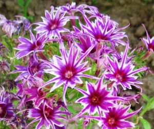 Флокс Звездное Кружево купить по цене от 361р. в интернет-магазине «Посадика» с доставкой почтой в в Апатитые и по всей России – [изображение №1].