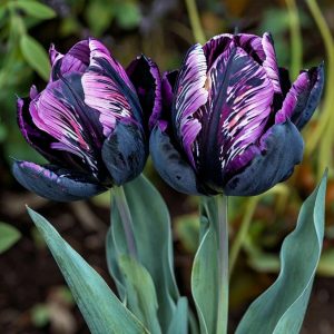 Тюльпан Блэк Каньон купить по цене от 305р. в интернет-магазине «Посадика» с доставкой почтой в в Апатитые и по всей России – [изображение №1].