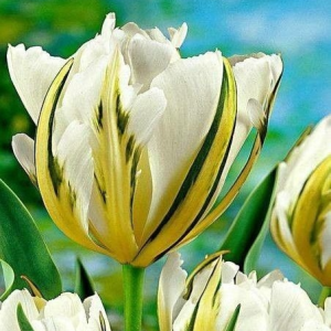 Тюльпан Экзотик Пуруссима купить по цене от 305р. в интернет-магазине «Посадика» с доставкой почтой в в Апатитые и по всей России – [изображение №1].