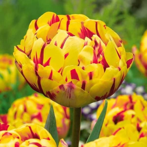 Тюльпан махровый Голден Ницц купить по цене от 361р. в интернет-магазине «Посадика» с доставкой почтой в в Апатитые и по всей России – [изображение №1].