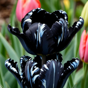 Тюльпан Шелк Нуар купить по цене от 219р. в интернет-магазине «Посадика» с доставкой почтой в в Апатитые и по всей России – [изображение №1].