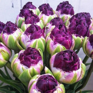 Тюльпан Анаконда купить по цене от 450р. в интернет-магазине «Посадика» с доставкой почтой в в Апатитые и по всей России – [изображение №1].