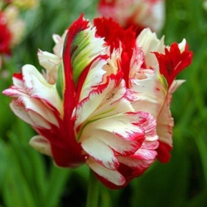 Тюльпан Эстелла Рижнвельд купить по цене от 500р. в интернет-магазине «Посадика» с доставкой почтой в в Апатитые и по всей России – [изображение №1].