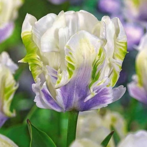 Тюльпан Уайт Лизарт купить по цене от 360р. в интернет-магазине «Посадика» с доставкой почтой в в Апатитые и по всей России – [изображение №1].