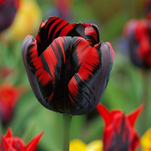 Тюльпан Блэк Перрот купить по цене от 351р. в интернет-магазине «Посадика» с доставкой почтой в в Апатитые и по всей России – [изображение №1].