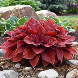 Хоста Рэд Эйнджл купить по цене от 549р. в интернет-магазине «Посадика» с доставкой почтой в в Апатитые и по всей России – [изображение №1].