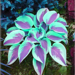 Хоста Висперин Бьюти купить по цене от 379р. в интернет-магазине «Посадика» с доставкой почтой в в Апатитые и по всей России – [изображение №1].