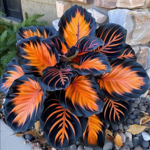 Хоста Сикрет Форест купить по цене от 601р. в интернет-магазине «Посадика» с доставкой почтой в в Апатитые и по всей России – [изображение №1].